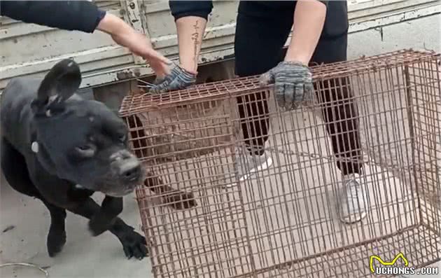 河南：百斤卡斯罗也难逃狗贩子的手段，被锁在笼子里，成为一盘肉