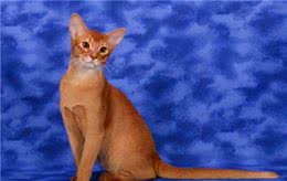 新手养猫|阿比西尼亚猫基本知识