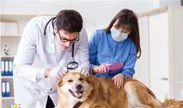 狗狗急性拉肚子，主人处理不当会危及生命