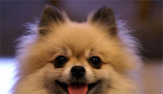 博美这么可爱，你不来了解一下吗？