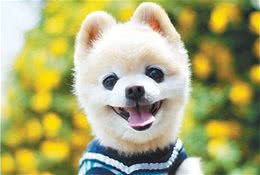 博美这么可爱，你不来了解一下吗？