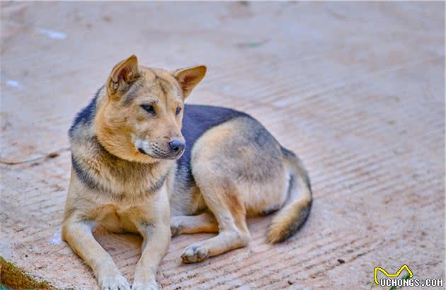 中华田园犬—如今为何这么遭人嫌弃？