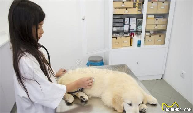 养好狗狗需要了解的知识(三)保持你狗狗健康