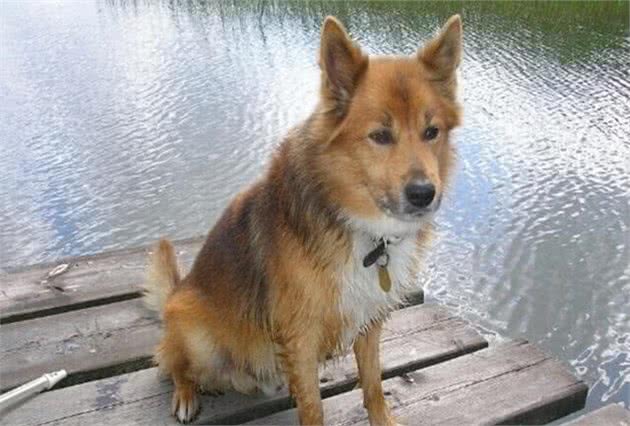 工作刻苦敏捷的牧羊犬，由于一次流行疾病致使濒临灭绝