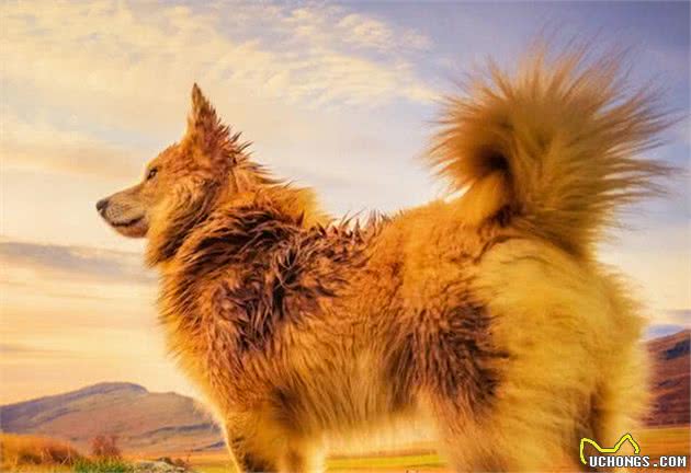 工作刻苦敏捷的牧羊犬，由于一次流行疾病致使濒临灭绝