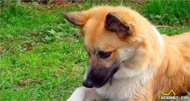 工作刻苦敏捷的牧羊犬，由于一次流行疾病致使濒临灭绝