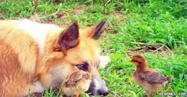 工作刻苦敏捷的牧羊犬，由于一次流行疾病致使濒临灭绝