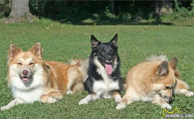 工作刻苦敏捷的牧羊犬，由于一次流行疾病致使濒临灭绝