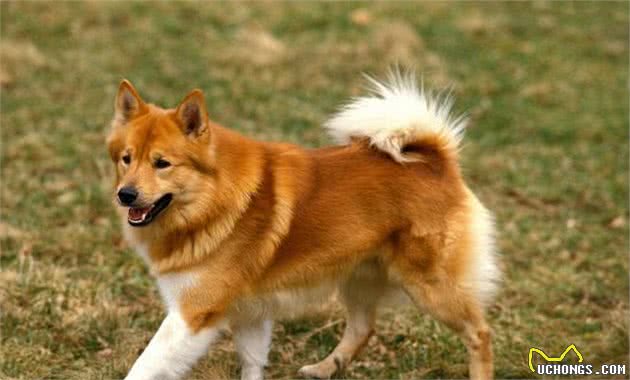 工作刻苦敏捷的牧羊犬，由于一次流行疾病致使濒临灭绝