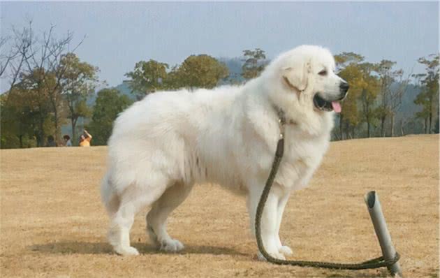 最天真、善良、不记仇的大型犬，养了从没后悔过