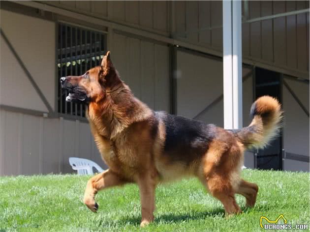 最天真、善良、不记仇的大型犬，养了从没后悔过