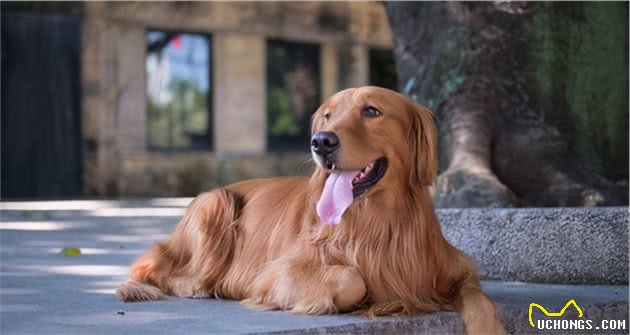 最天真、善良、不记仇的大型犬，养了从没后悔过