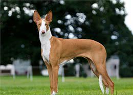 寻根问祖系列（95）：伊比赞猎犬（IbizanHound）