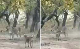 世界上可以挑战狮子和老虎的六种猛犬，藏獒勉强可以一战