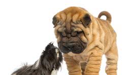 改正狗狗出门老是低头嗅