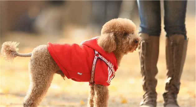 怎样鉴别“泰迪犬”纯纯种？一般有这6个特征，你们家有吗