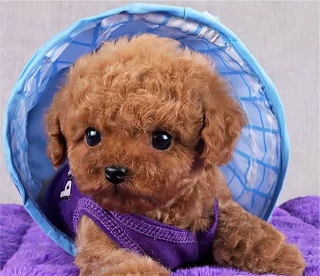 怎样鉴别“泰迪犬”纯纯种？一般有这6个特征，你们家有吗