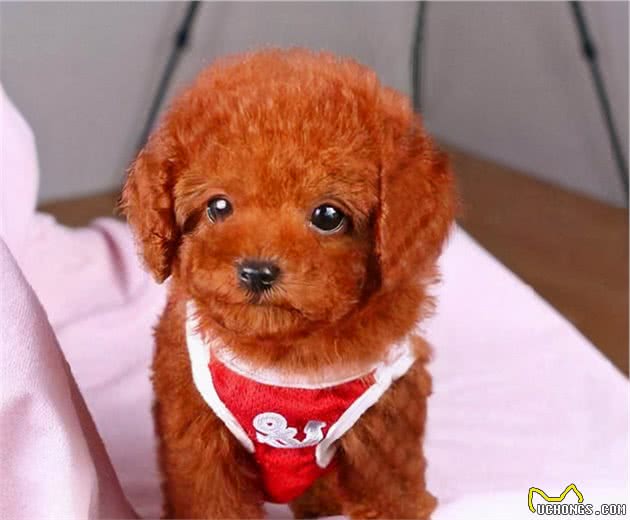 怎样鉴别“泰迪犬”纯纯种？一般有这6个特征，你们家有吗