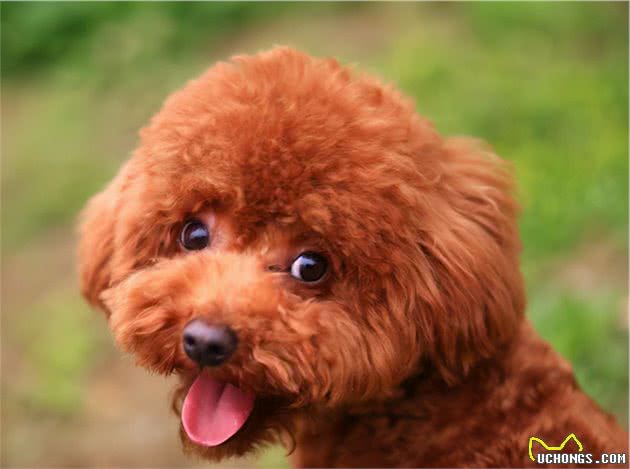 怎样鉴别“泰迪犬”纯纯种？一般有这6个特征，你们家有吗