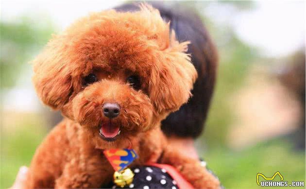 怎样鉴别“泰迪犬”纯纯种？一般有这6个特征，你们家有吗