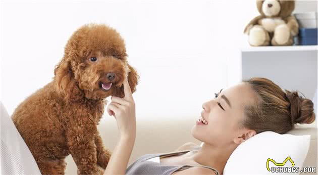 怎样鉴别“泰迪犬”纯纯种？一般有这6个特征，你们家有吗
