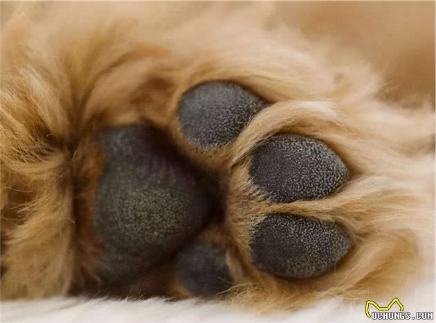怎样鉴别“泰迪犬”纯纯种？一般有这6个特征，你们家有吗