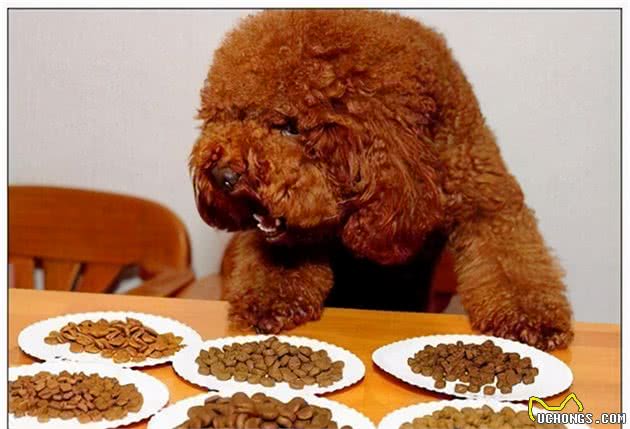 怎样鉴别“泰迪犬”纯纯种？一般有这6个特征，你们家有吗