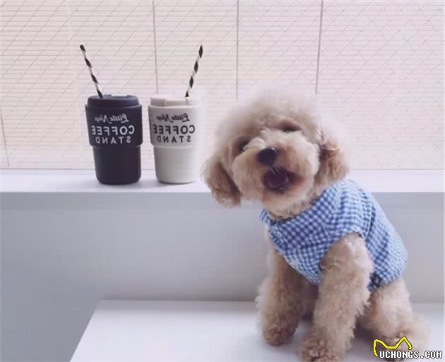怎样鉴别“泰迪犬”纯纯种？一般有这6个特征，你们家有吗