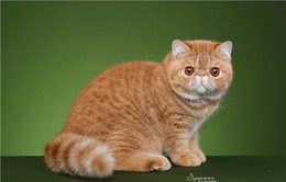 异国短毛猫多少钱一只？教你这5点，买到一只纯种的猫咪