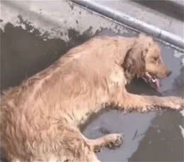 夏季狗狗得了这4种疾病不要怕，学会了紧急时刻你会感谢我的