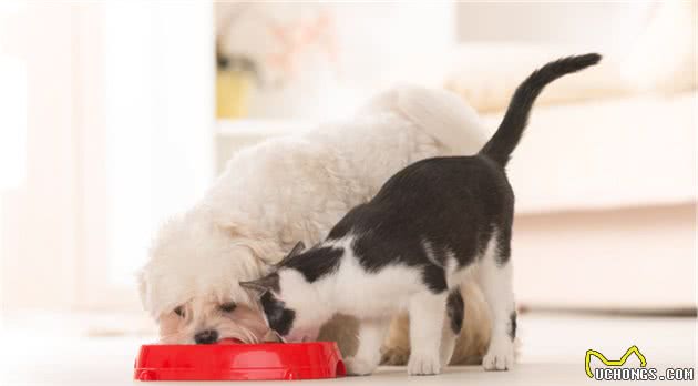 猫咪为什么不能吃狗粮，有哪些危害？该如何制止？