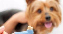 想要延长爱犬的寿命，这四件日常护理事项，做好了可让狗狗活更久