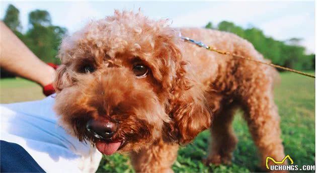 冬天，泰迪犬究竟怕不怕冷？要不要穿衣服？