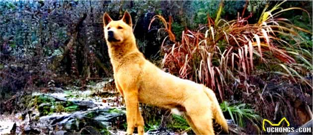 长白山区的老猎人说，他五六岁能打猎，全靠他的护命狗汗王犬