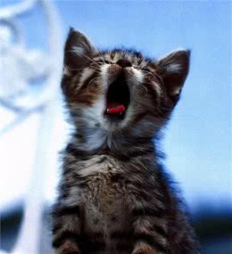 猫“打哈欠”的意思，你了解多少？