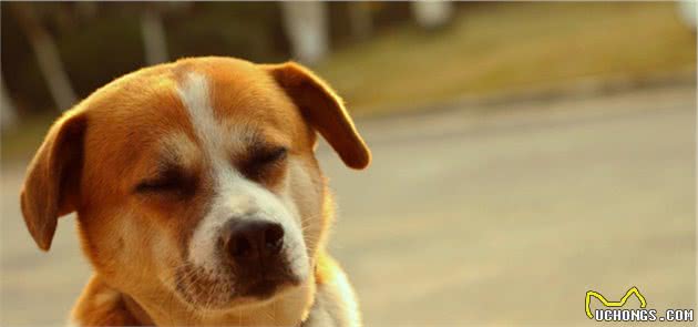 中华田园犬体质胜过宠物犬，因四点特质极少患病，值得国人珍惜！