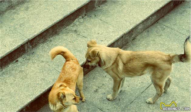 中华田园犬体质胜过宠物犬，因四点特质极少患病，值得国人珍惜！
