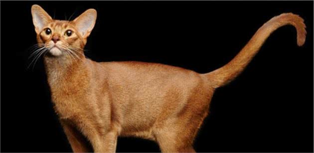 选猫玄学：什么品种的猫脾气好，又不容易得病？