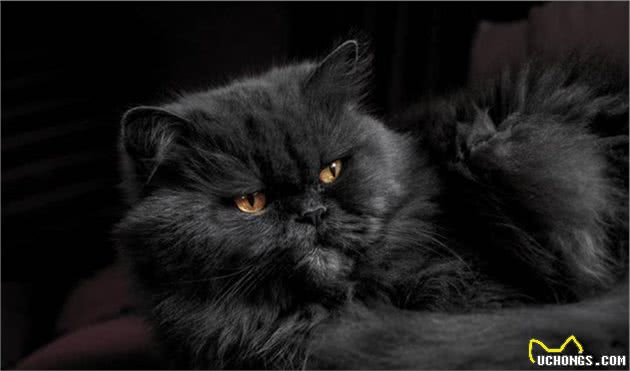 选猫玄学：什么品种的猫脾气好，又不容易得病？