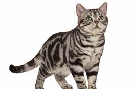 选猫玄学：什么品种的猫脾气好，又不容易得病？
