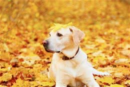 秋季来临，养狗狗注意事项你知道多少？