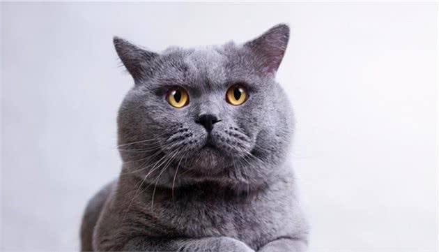 英国短毛猫常见的7种毛色，你家养的是哪种？