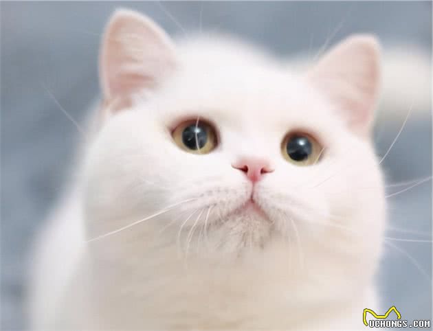 英国短毛猫常见的7种毛色，你家养的是哪种？