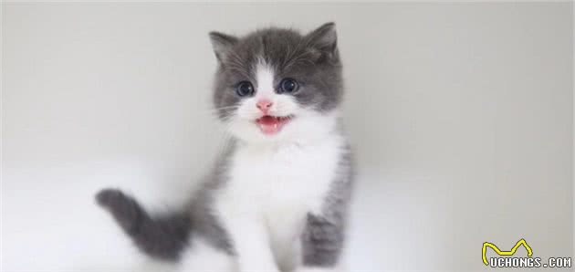 英国短毛猫常见的7种毛色，你家养的是哪种？