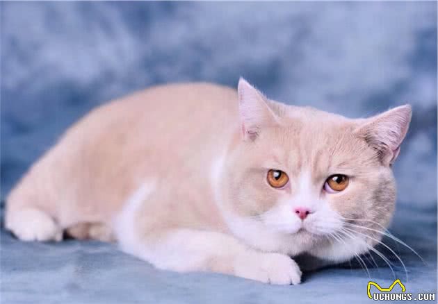 英国短毛猫常见的7种毛色，你家养的是哪种？