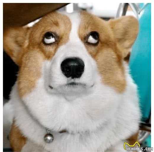 小狗狗有自己的小脾气！狗狗和主人闹情绪是怎样的呢？