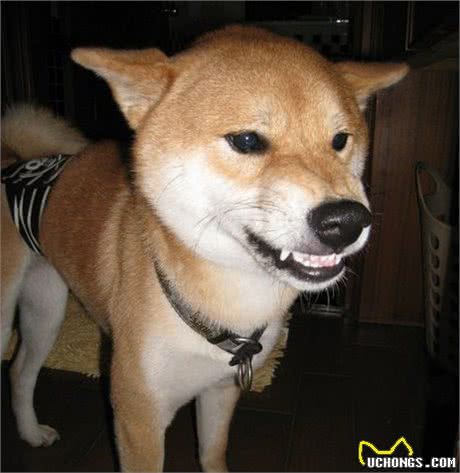 狗狗为什么会突然攻击主人？面对这几个情况，你要留意