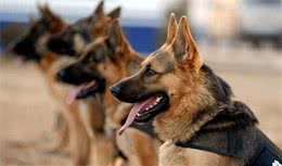 小警犬被训导员授予警服，但尺寸明显不合，狗狗见后立志要快长大