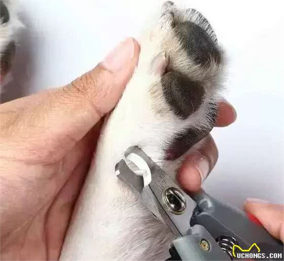 养狗的六大误区，大意害死狗，你还有在犯吗？
