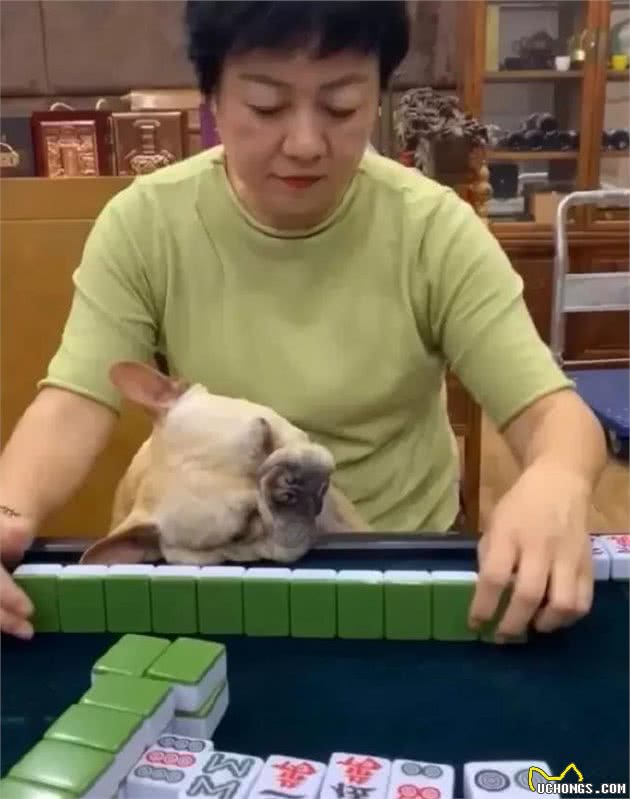 这阿姨真奇怪，每次打麻将都抱着狗子，狗估计都快会打麻将了吧！